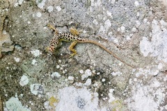 Anolis sabanus