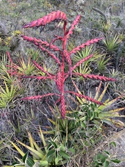 Tillandsia secunda