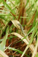 Anolis sabanus
