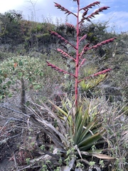 Tillandsia secunda