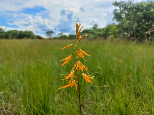 Orthochilus walleri