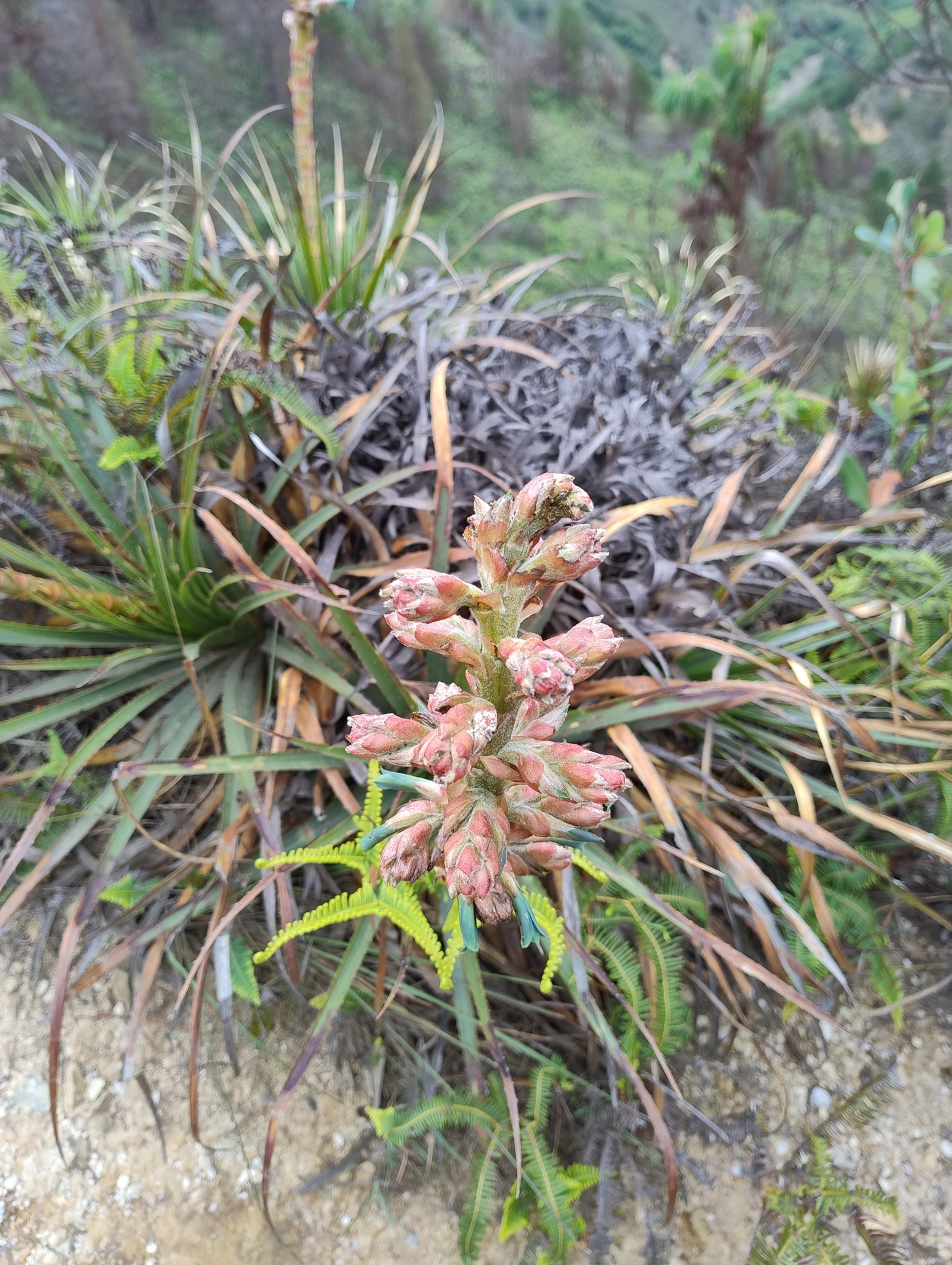 Puya parviflora image