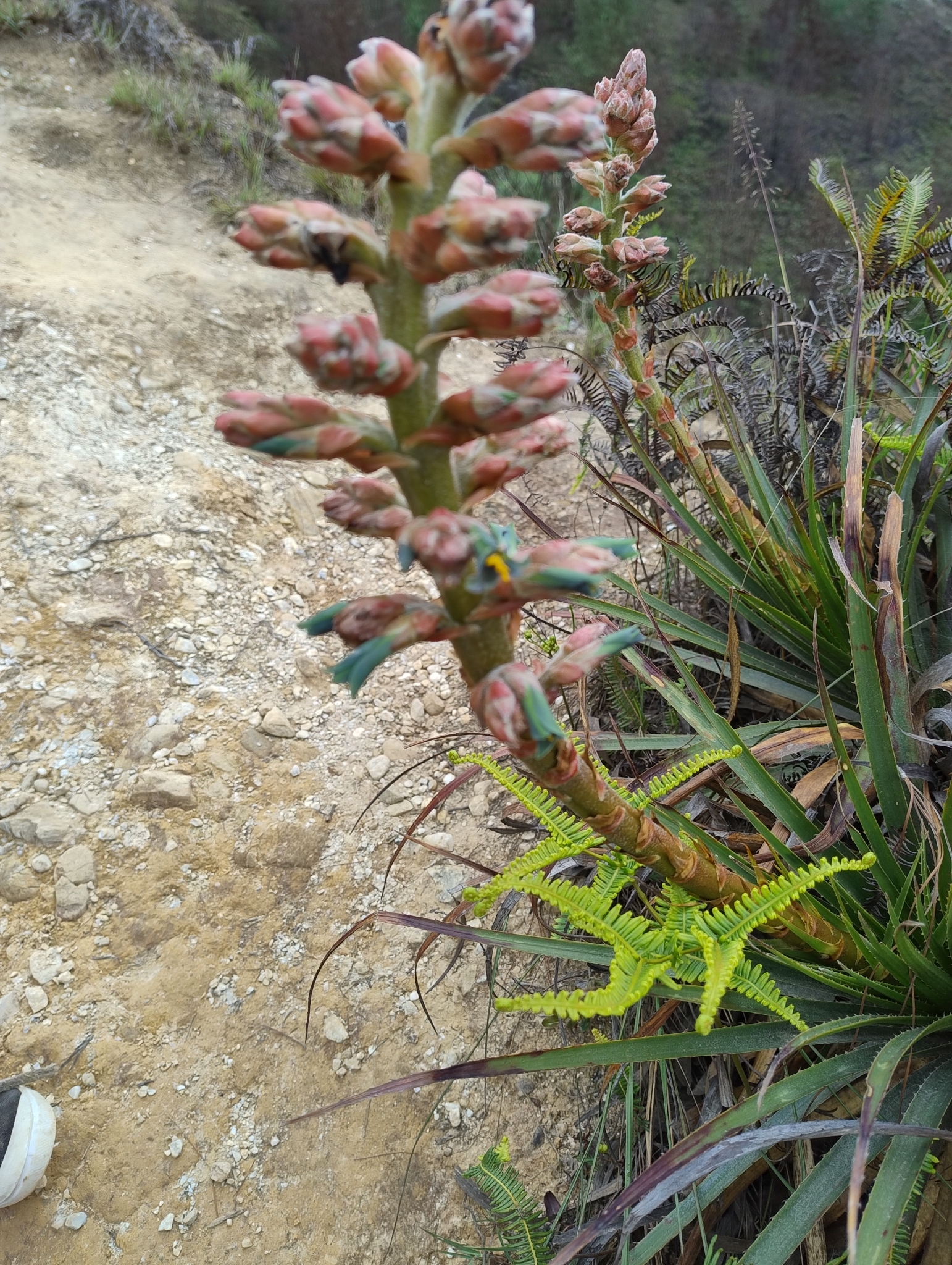 Puya parviflora image