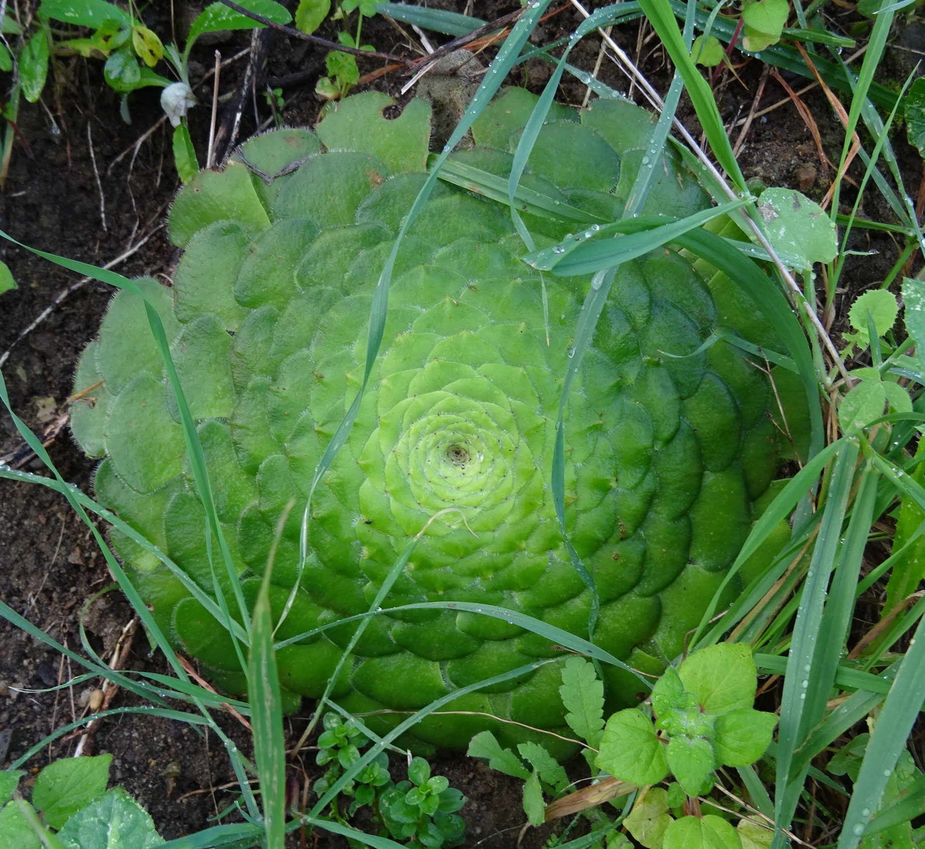Sempervivum tabulaeforme Haw. 3