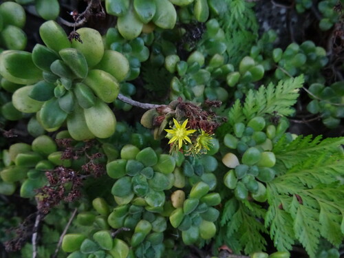 Image of Aeonium lindleyi by (c) Y. Liu, some rights reserved (CC BY)