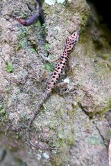 Anolis sabanus