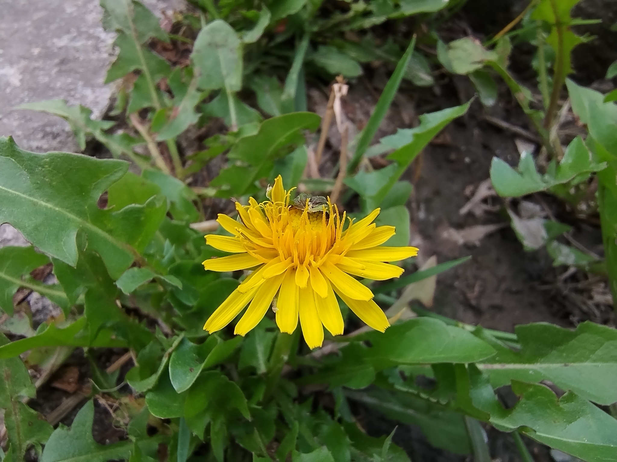Taraxacum officinale image