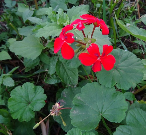 Pelargonium inquinans