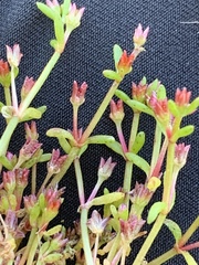 Crassula solieri