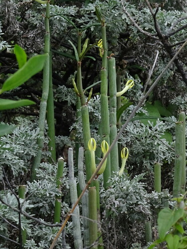 Ceropegia dichotoma