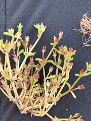 Crassula solieri