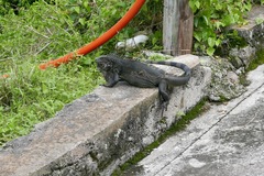 Iguana iguana melanoderma