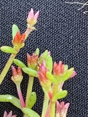 Crassula solieri