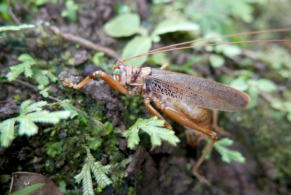 Nesonotus