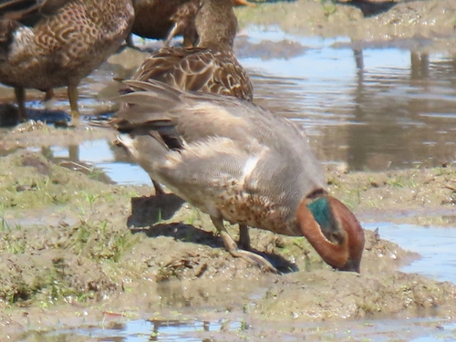 Cerceta americana (Anas carolinensis)