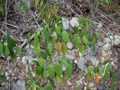 Croton glabellus polytrichus