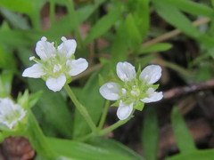 Moehringia macrophylla