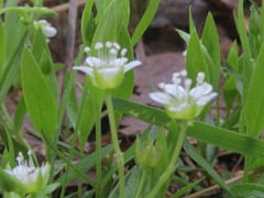 Moehringia macrophylla