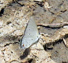 Eicochrysops hippocrates