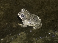 Anaxyrus californicus