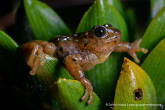 Giant Paramo Rainfrog photo 2