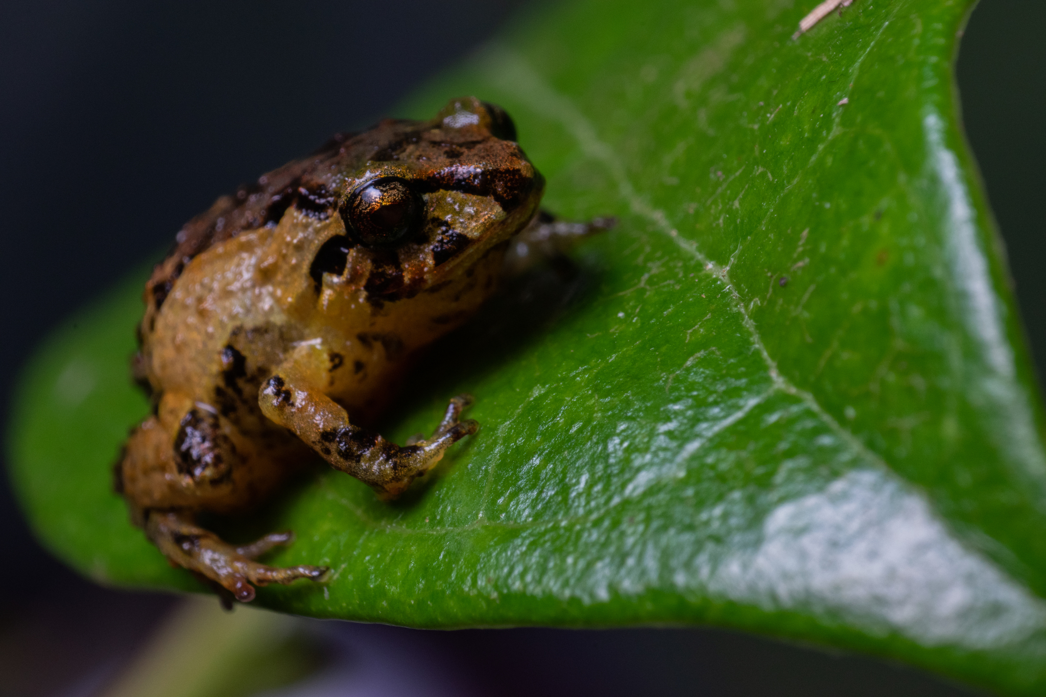 Pristimantis andinognomus image