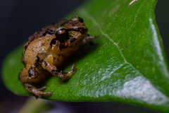Andean Dwarf Robber Frog photo 2