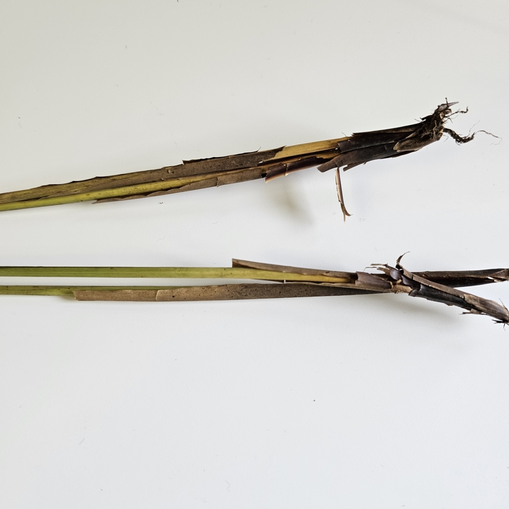 rushes from Whately, MA, USA on February 2, 2024 by Jennifer · iNaturalist