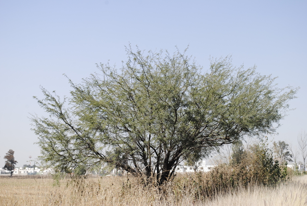 Smooth Mesquite From Celaya, Gto., México On February 8, 2024 At 12:09 