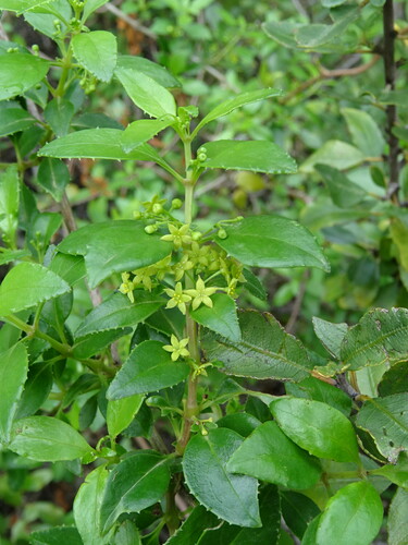 Image of Rubia fruticosa by (c) Y. Liu, some rights reserved (CC BY)