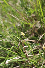 Vicia lutea