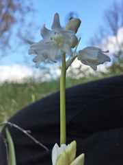 Hyacinthoides