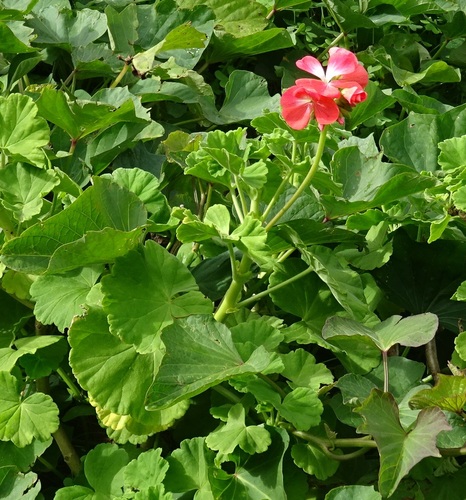 Pelargonium inquinans