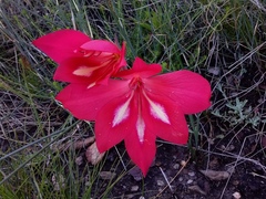 Gladiolus stefaniae