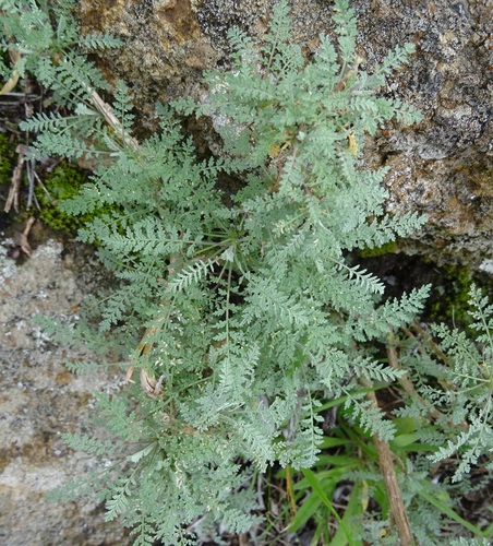 Descurainia millefolia (Descurainia millefolia)