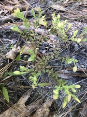 Hypericum suffruticosum