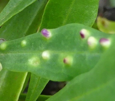 Cryptophyllaspis bornmuelleri