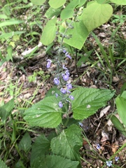 Salvia urticifolia