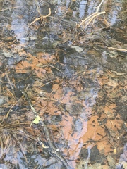 Lithobates sylvaticus