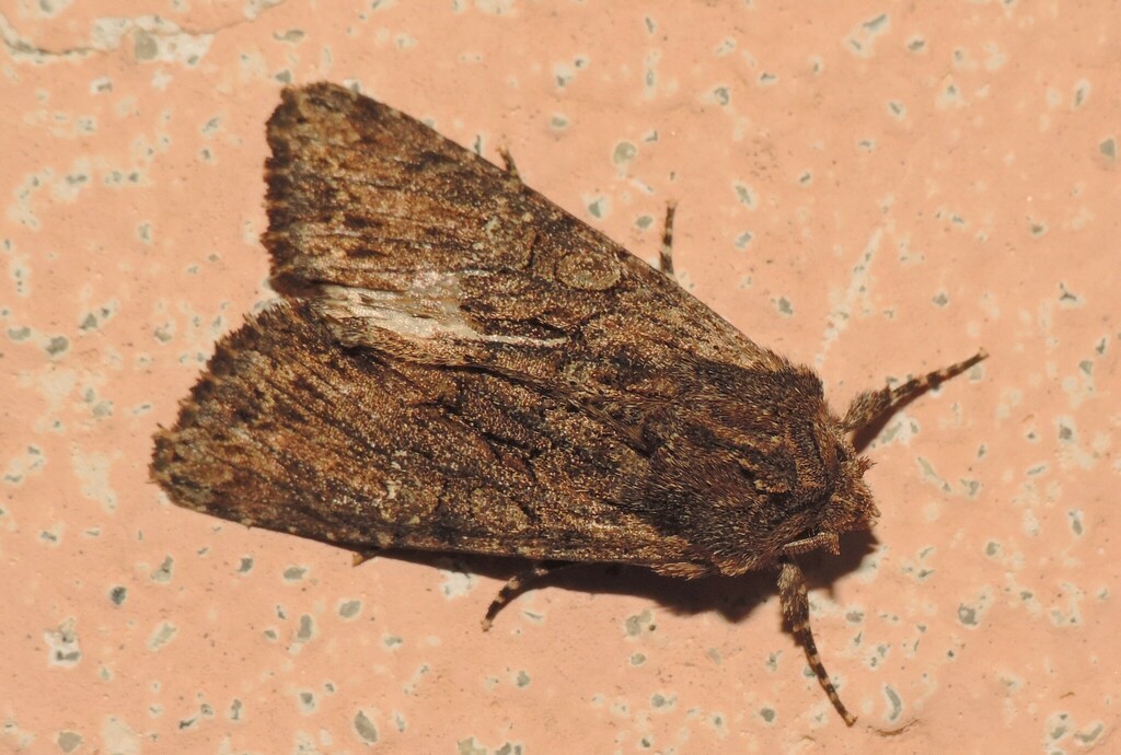 Mniotype spinosa
