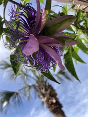 Passiflora incarnata × cincinnata