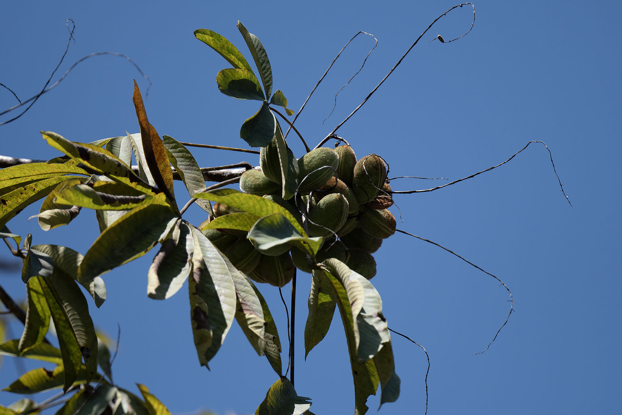 Sterculia pexa Pierre 4