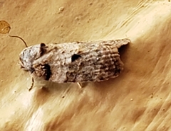Garella