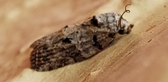 Garella