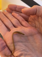Fringed Pipefish photo 3