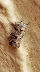 Garella