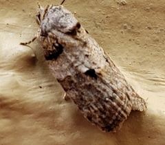 Garella