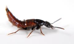 Hesperus baltimorensis