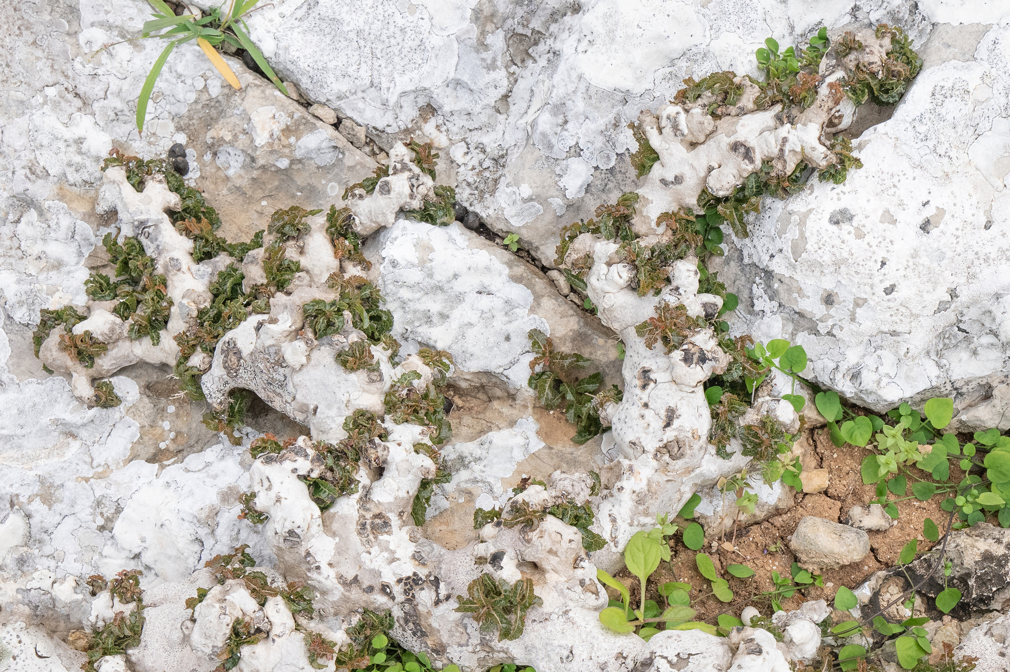 Boswellia nana Hepper 3