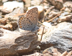 Pseudophilotes vicrama